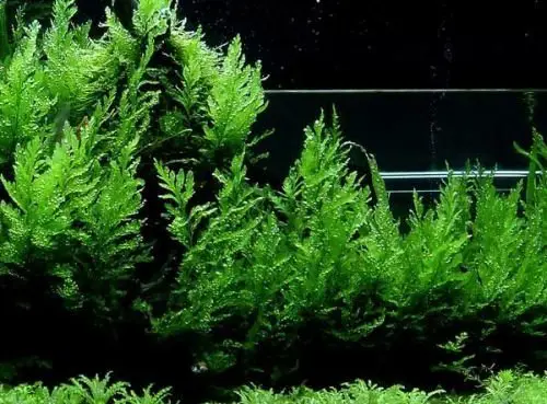 Bolbitis heudelotii - Live Aquarium Plants