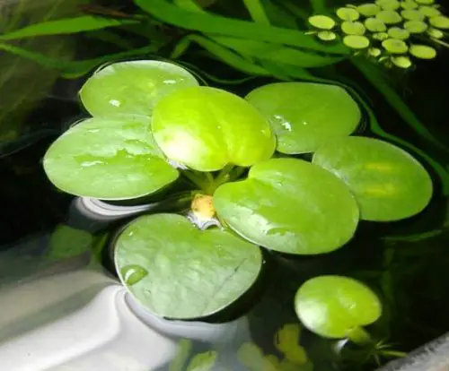 6 Limnobium Laevigatum (amazon frogbit) di medie dimensioni, vere piante galleggianti per acquario