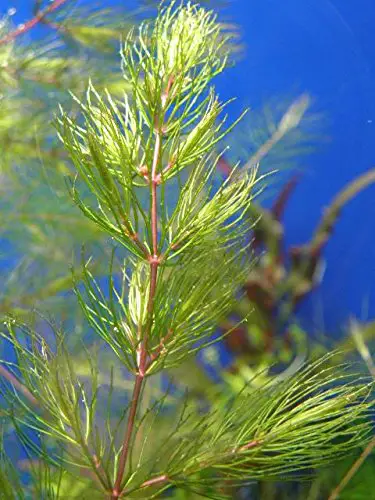 Hornwort Red Stems - Ceratophyllum Demersum Rotstengelig - 1 Mazzo - Piante vive per acquario