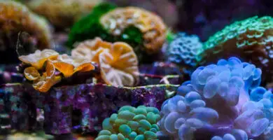 acquario marino nanoreef