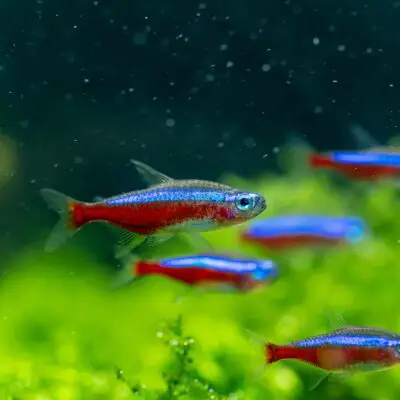 Pesce Neon Paracheirodon Innesi