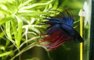 Pesce combattente Crowntail