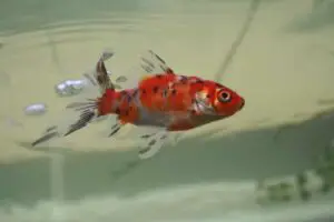 Pesce Rosso Shubunkin