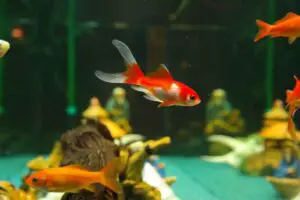 Pesce Rosso Sarasa