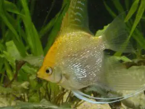 Pesce Scalare Gold
