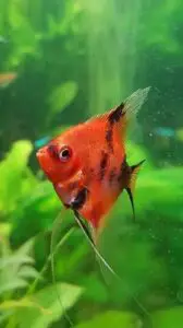 Pesce Scalare Red Devil