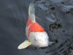 Pesce Rosso Giapponese o Carpa Koi