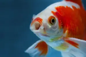 Pesce Rosso Wakin